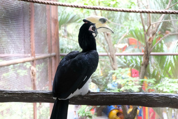Close up portrait of a Great hornbill
