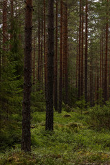 Fototapeta na wymiar Pine trees and view of a forest in Sweden while hiking the Gästrikeleden path in the middle of Sweden. 