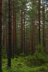 Pinetrees in a Swedish forest durin summer. Perfect place to hike alone and feel the power of nature. 
