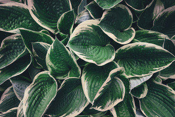 Fototapeta premium View From Above On Hosta Leaves