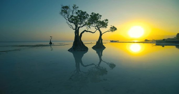 Beautiful dancing trees in Walakiri beach at sunrise clip 4K, Sumba, Indonesia
