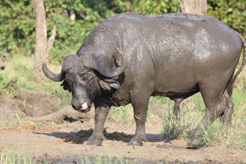 Fototapeta premium Kaffernbüffel / Buffalo / Syncerus caffer