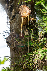 Tree brunch with drooping drops of resin on it