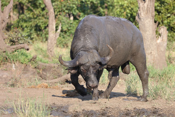 Fototapeta premium Kaffernbüffel / Buffalo / Syncerus caffer
