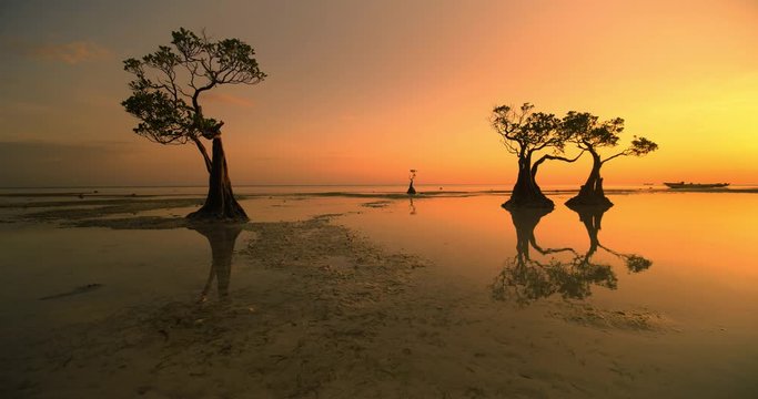 Beautiful dancing trees in Walakiri beach at sunrise clip 4K, Sumba, Indonesia