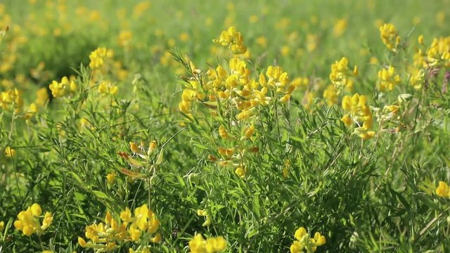 Lathyrus pratensis. Meadow peavine blooms in summer in Siberia