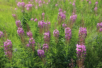 Fototapeta premium Chamerion angustifolium. Fireweed summer day in the meadow