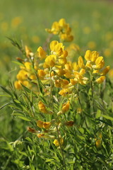 Lathyrus pratensis. Yellow flowers Meadow peavine on a Sunny day