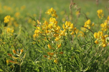 Lathyrus pratensis. Yellow flowers Meadow peavine in the North of Russia