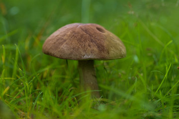 Mushroom of Leccinum family growing isolated inside a forest on grass during early summer in Sweden. 
