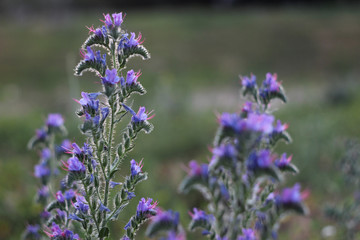 Obraz premium field of violet flowers