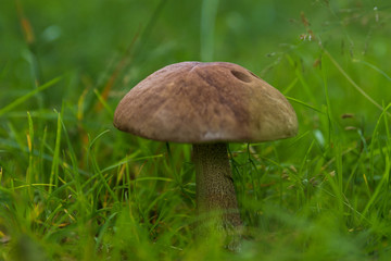 Mushroom of Leccinum family growing isolated inside a forest on grass during early summer in Sweden. 