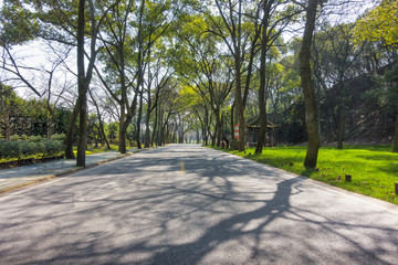 Obraz premium Foggy Forest Road Trip Vertical Photo. California Redwood Forest, United States of America.