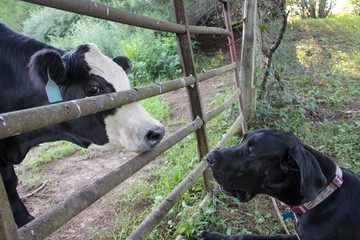 Great Dane and Black Angus Cow Making Friends 