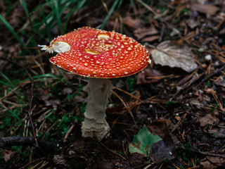 Red fly agaric or toadstool (Amanita muscaria) growing on a woodland, but somebody had bit a bit of it