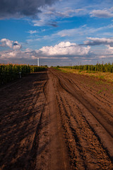 Fototapeta na wymiar dirt road along the corn field