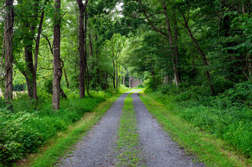 Fototapeta premium Dirt Road Tracks in the Forest