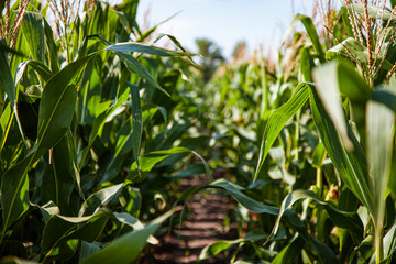 corn field in the setting sun, flowers of corn, cob