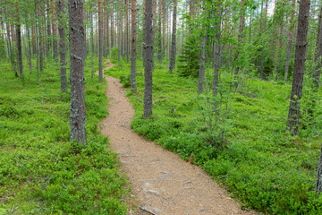 Fototapeta na wymiar Small path trail in Finnish forest landscape
