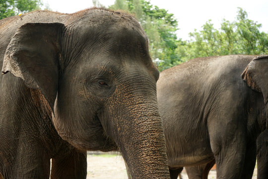 Asian elephant faces thrunk eyes