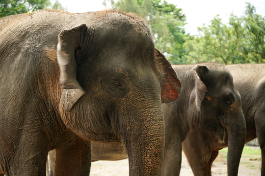 Asian elephant faces thrunk eyes