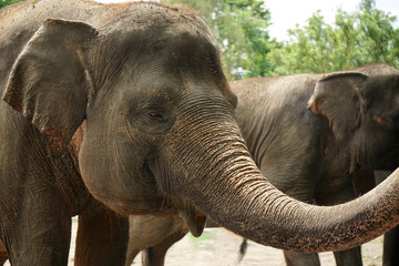 Asian elephant faces thrunk eyes