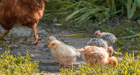 Chickens and chickens eat corn from the ground