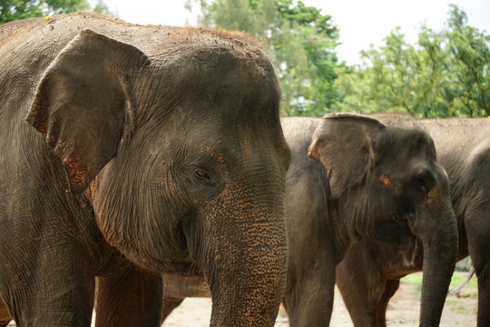 Asian elephant faces thrunk eyes