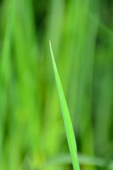 Blade of grass in detail in front of green meadow
