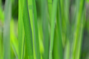 Fototapeta na wymiar Green Grass in detail as a background