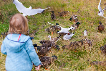 Kleines Kind füttert Möven und Enten. Little child feeding ducks ans seagulls.
