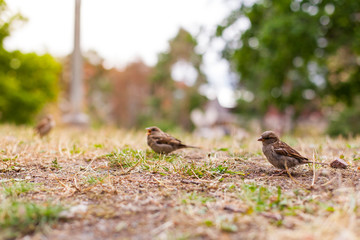 Spatz sitzt auf Boden. Sparrow sitting on grass ground.