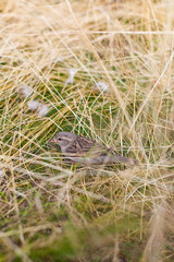 Spatz versteckt sich in hohem Gras. Sparrow hiding in high grass.