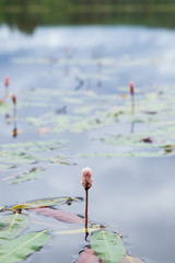 Water knotweed, Persicaria amphibia,  in a lake in Sweden with trees and forest in the background with sky reflecting in the water. 