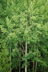 Aspen at summer green foliage nature background