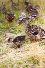 Ente mit Küken in Gras. Entenfamilie. Duck chick in grass.
