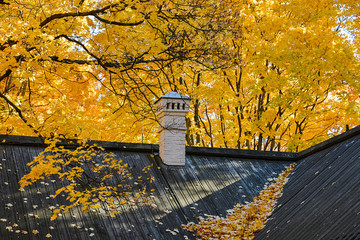 Autumn. Black roof of a building with fallen yellow maple leaves and a white chimney