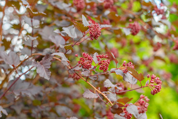 Physocarpus english joker beautiful shrub