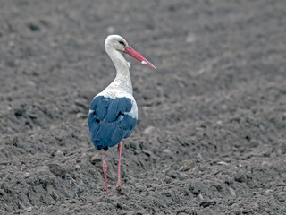 White stork (Ciconia ciconia) on the spring field