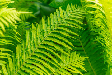 green background of ferns closeup