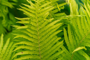 green background of ferns closeup