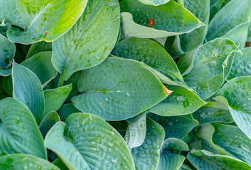 Fototapeta premium fresh green leaves backgroud (close up, top view)