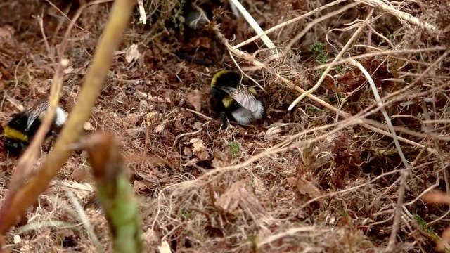 Earth bumblebees Bombus flew to the nest in the soil. Helpful Insects pollinating plants in the natural environment.  