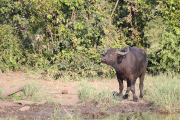 Obraz premium Kaffernbüffel / Buffalo / Syncerus caffer