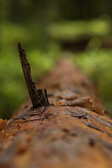 Tree trunk of a fallen pine tree in a Swedish forest with close up of the coat of the tree. 