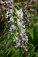 Morina longifolia a pink white evergreen, summer flower plant commonly known as long leaved whorlflower