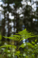 Close up of a fern, Pteridophyta, taken from below with a background of a forest with the sky visible between the trees. 