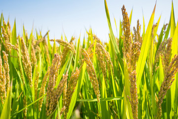 close up of yellow green rice field