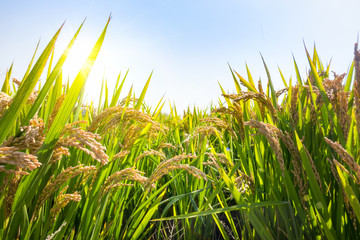 Wheat ears close-up in the sun. Immature wheat in the field and in the morning sun. Wheat in warm sunlight. Sun shine at wheat.