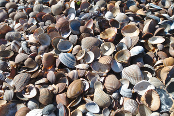Schöne bunte Muschelschalen am Strand